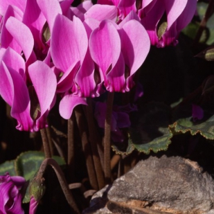 Cyclamen graecum